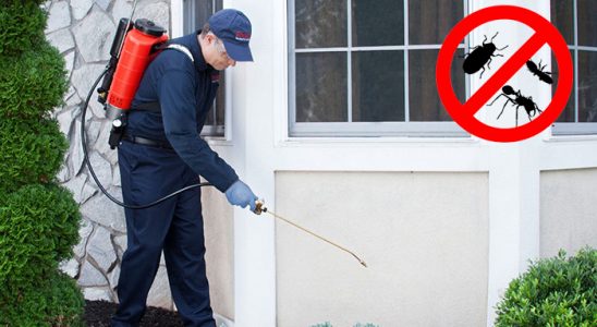 Sarıçam Bit İlaçlama böcek ilaçlama ve haşere kontrolü — ilaclama-tr.com
